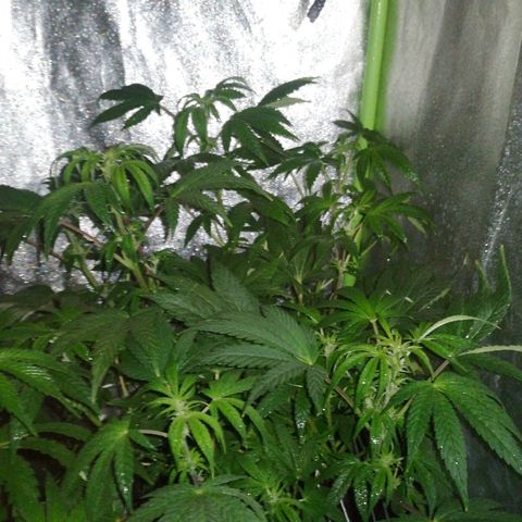 Lebron growlog timeline photo