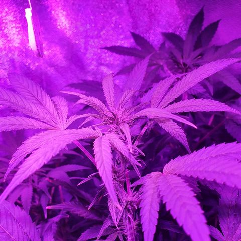 Lebron growlog timeline photo