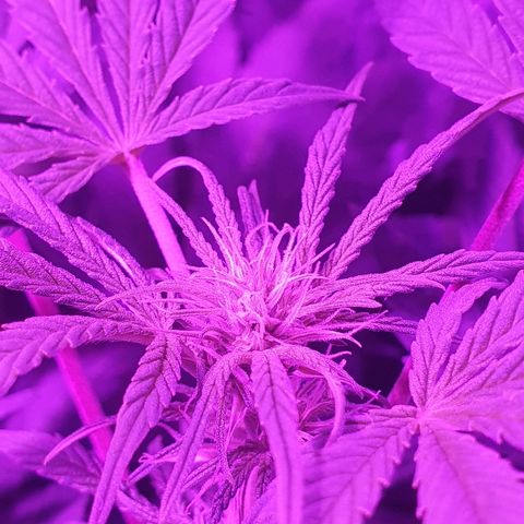 Lebron growlog timeline photo