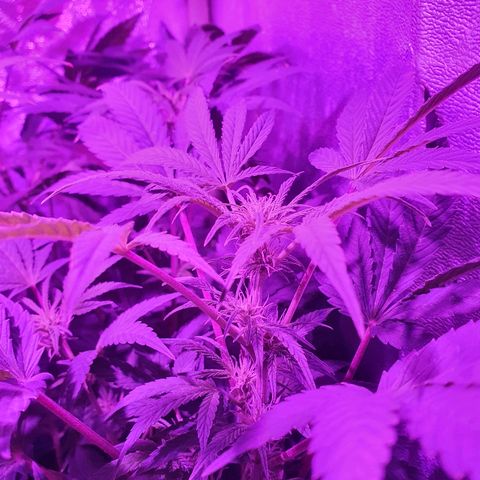 Lebron growlog timeline photo