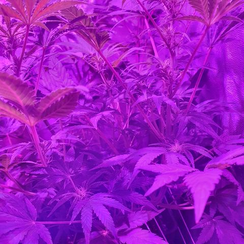 Lebron growlog timeline photo
