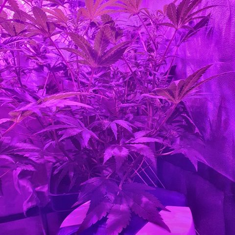 Lebron growlog timeline photo