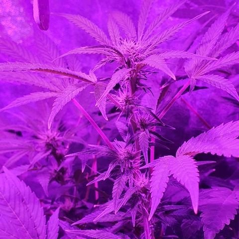 Lebron growlog timeline photo