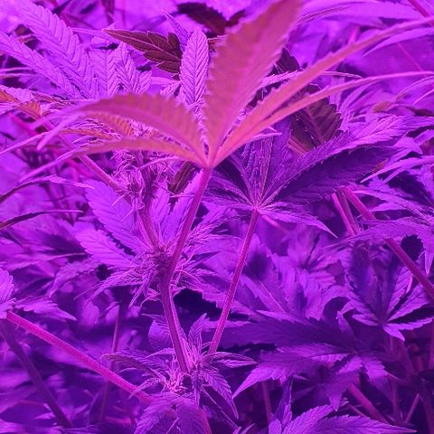 Lebron growlog timeline photo