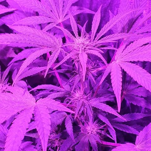 Lebron growlog timeline photo
