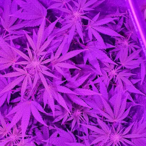 Lebron growlog timeline photo