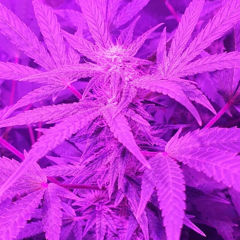 Lebron growlog timeline photo