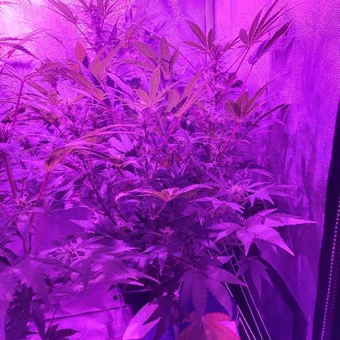 Lebron growlog timeline photo