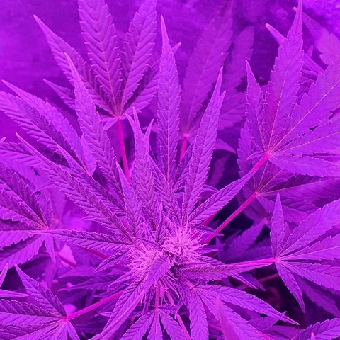 Lebron growlog timeline photo