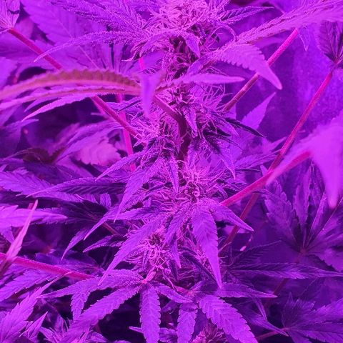 Lebron growlog timeline photo