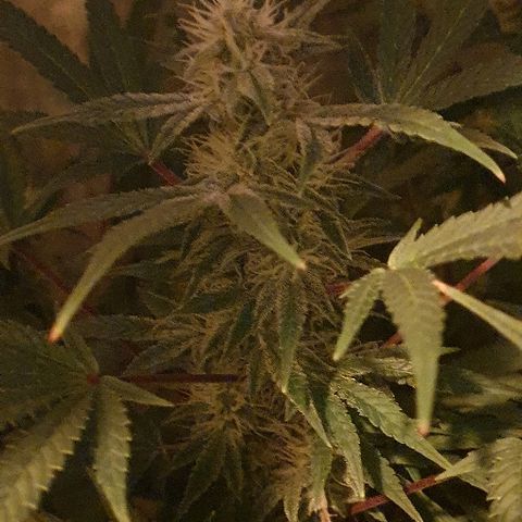 Lebron growlog timeline photo