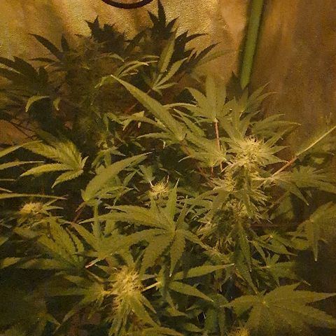 Lebron growlog timeline photo