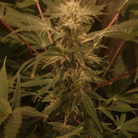 Lebron growlog timeline photo
