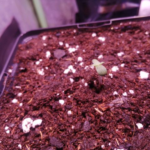 LSD-25 growlog timeline photo