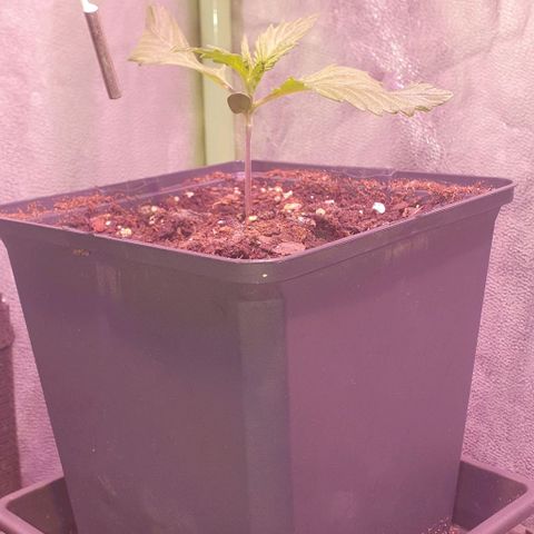 LSD-25 growlog timeline photo