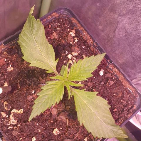 LSD-25 growlog timeline photo