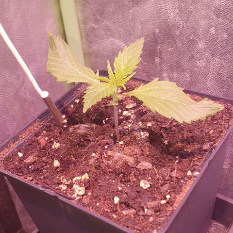 LSD-25 growlog timeline photo