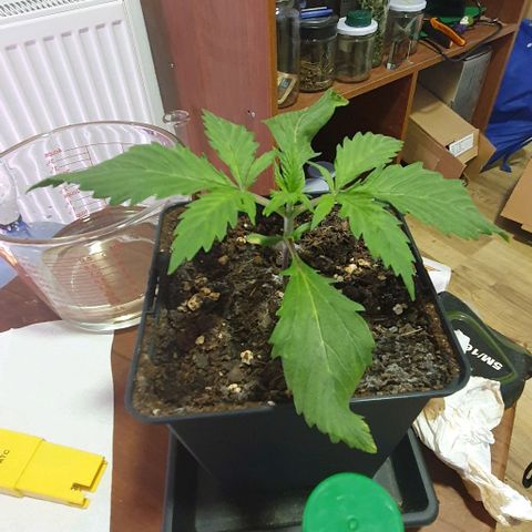 LSD-25 growlog timeline photo