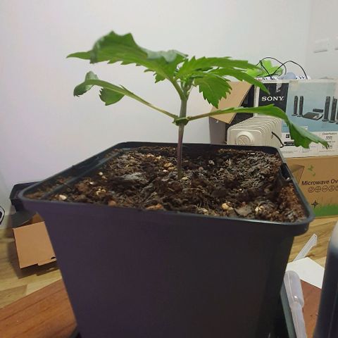 LSD-25 growlog timeline photo