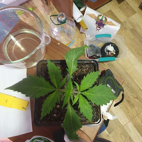 LSD-25 growlog timeline photo