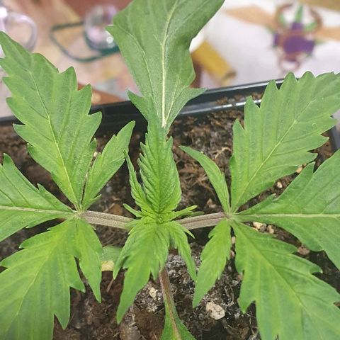 LSD-25 growlog timeline photo