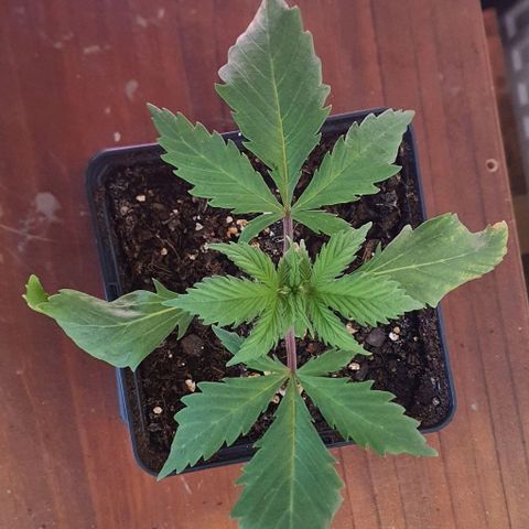 LSD-25 growlog timeline photo
