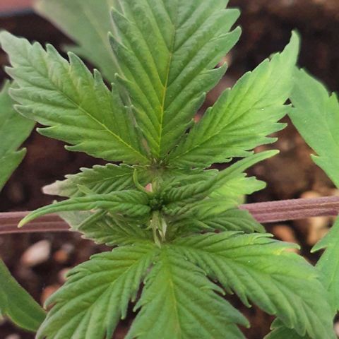 LSD-25 growlog timeline photo