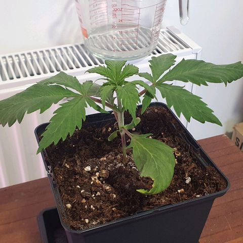 LSD-25 growlog timeline photo