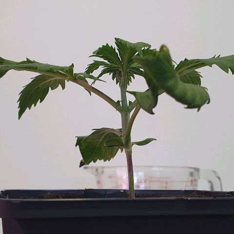 LSD-25 growlog timeline photo