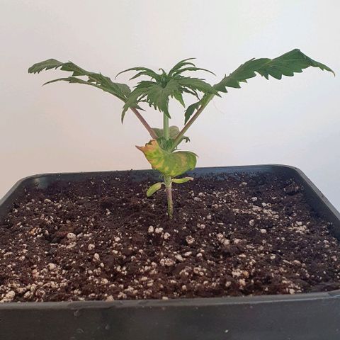 LSD-25 growlog timeline photo