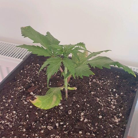 LSD-25 growlog timeline photo