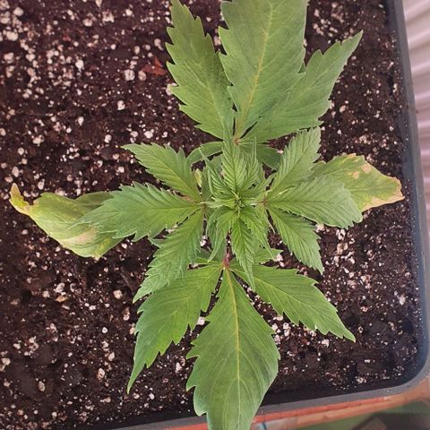 LSD-25 growlog timeline photo