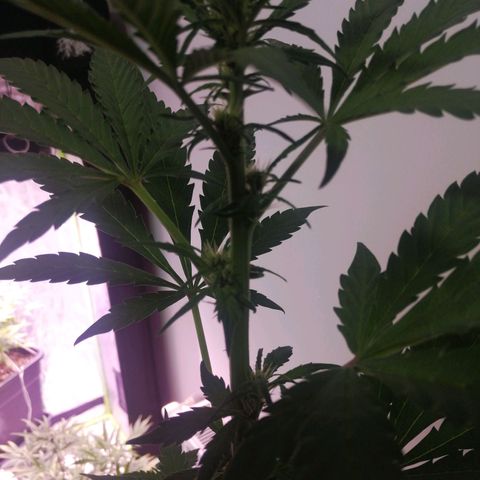 LSD-25 growlog timeline photo