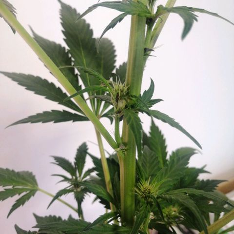 LSD-25 growlog timeline photo