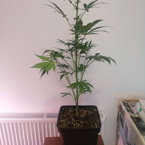 LSD-25 growlog timeline photo