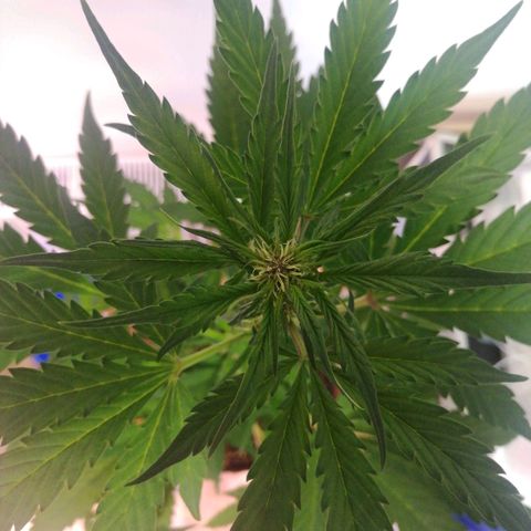 LSD-25 growlog timeline photo