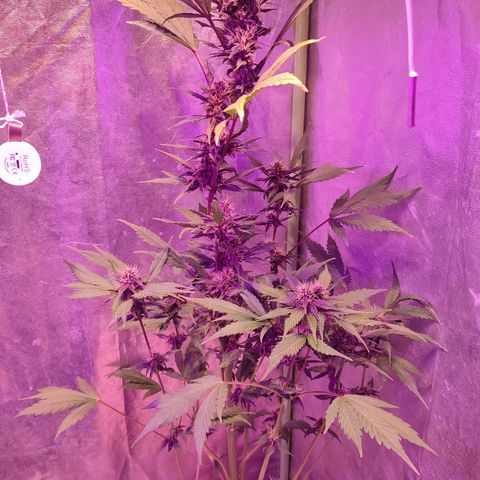LSD-25 growlog timeline photo