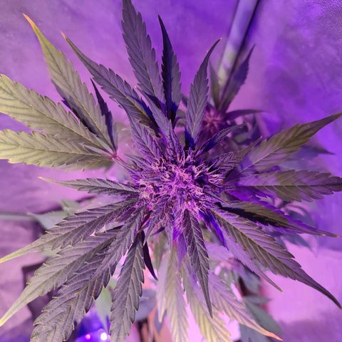 LSD-25 growlog timeline photo