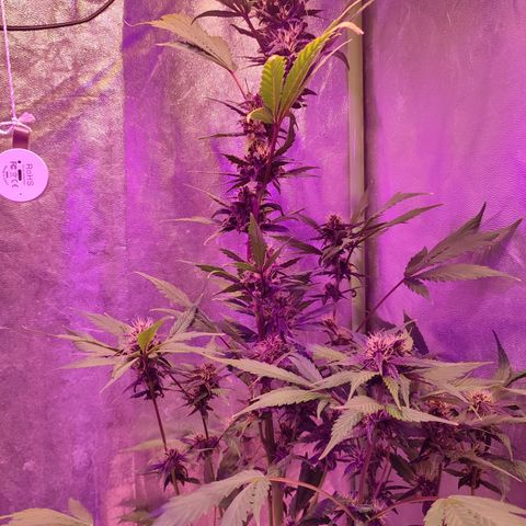LSD-25 growlog timeline photo