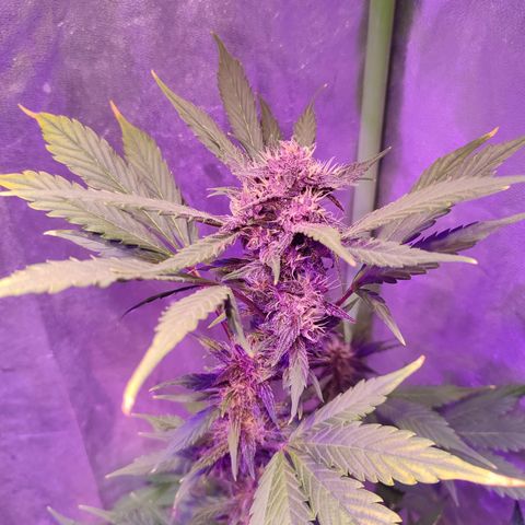 LSD-25 growlog timeline photo