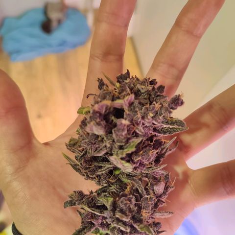 LSD-25 growlog timeline photo