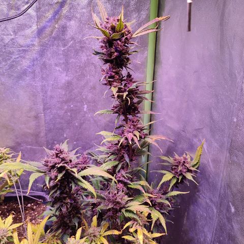 LSD-25 growlog timeline photo