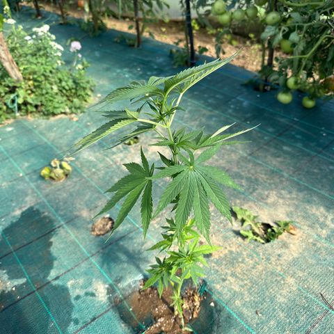 Invernadero (medio) growlog timeline photo