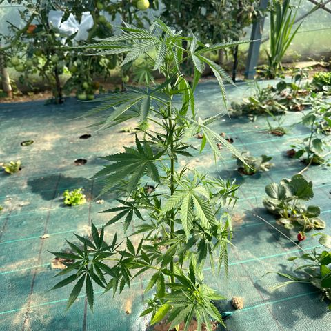 Invernadero (pasillo) growlog timeline photo