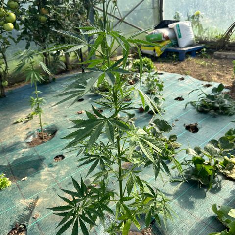 Invernadero (pasillo) growlog timeline photo