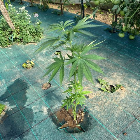 Invernadero (medio) growlog timeline photo