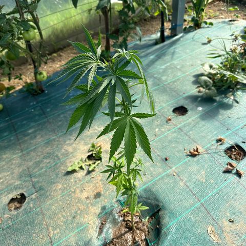 Invernadero (medio) growlog timeline photo