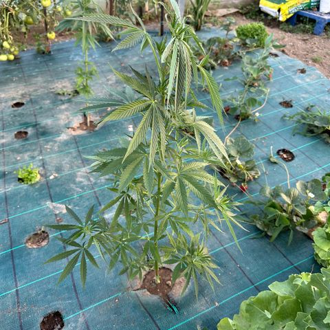 Invernadero (pasillo) growlog timeline photo