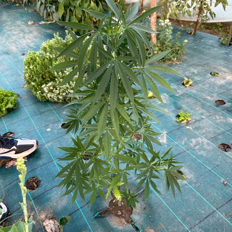 Invernadero (pasillo) growlog timeline photo