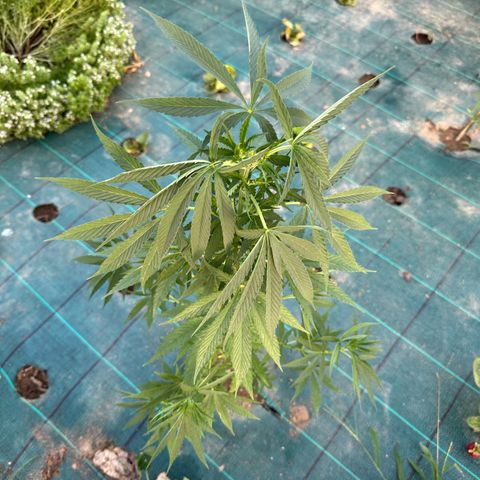 Invernadero (pasillo) growlog timeline photo